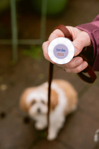 She's Birdie LED Running Light with Siren Birdie Disc